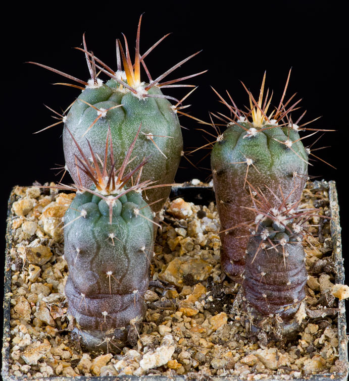 Gymnocalycium spegazzinii RFPA 60.02
